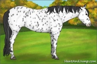 Horse Color:Blue Roan Near Leopard 