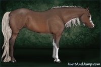 Horse Color:Silver Bay Roan 