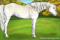 Horse Color:White Spotted Liver Red Dun Pearl Onyx Splash Brindle 