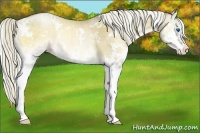 Horse Color:White Spotted Liver Red Dun Pearl Onyx Splash Rabicano Brindle 
