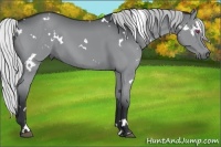 Horse Color:White Spotted Silver Grullo Chinchilla 