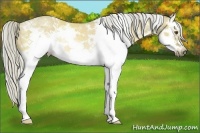 Horse Color:White Spotted Chocolate Palomino Dun Splash Frame Rabicano 