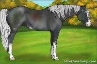 Horse Color:Silver Black Chinchilla Sabino