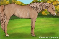 Horse Color:Chestnut Rabicano 