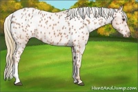 Horse Color:Chestnut Appaloosa 