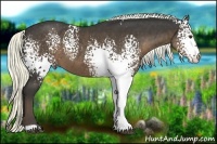 Horse Color:White Spotted Liver Chestnut 
