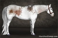 Horse Color:White Spotted Bay Sabino Splash Rabicano