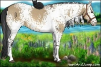 Horse Color:White Spotted Bay Dun