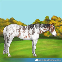 Horse Color:Bay Sabino 