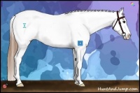 Horse Color:White Spotted Smoky Grullo Splash Appaloosa