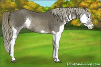 Horse Color:Liver Chestnut Splash 