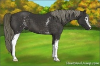 Horse Color:White Spotted Liver Chestnut 