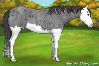 Horse Color:Smoky Blue Roan Splash