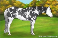 Horse Color:White Spotted Black Splash Rabicano