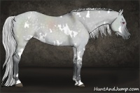 Horse Color:White Spotted Silver Grullo Chinchilla 