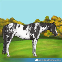 Horse Color:White Spotted Smoky Black