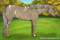 Horse Color:White Spotted Chocolate Palomino Dun Sabino Rabicano