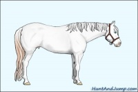 Horse Color:Smoky Black Pearl Sabino Appaloosa 