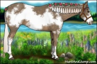 Horse Color:White Spotted Chocolate Palomino Frame 
