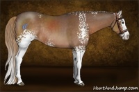 Horse Color:White Spotted Liver Chestnut Splash Rabicano