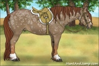 Horse Color:Chestnut Ice Sabino 