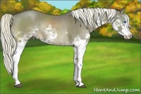 Horse Color:White Spotted Liver Chestnut Splash Rabicano 