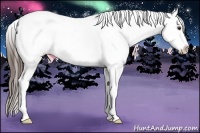 Horse Color:Liver Chestnut Frame Appaloosa