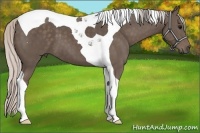 Horse Color:Silver Black Tobiano 