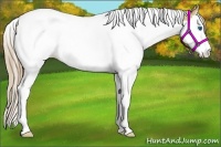 Horse Color:Red Dun Roan Splash Tobiano Rabicano