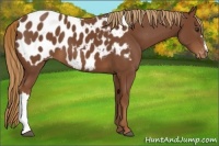 Horse Color:Chestnut Appaloosa