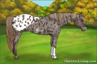 Horse Color:Liver Chestnut Appaloosa 