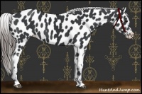 Horse Color:Black Near Leopard 