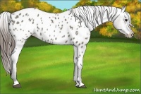 Horse Color:Grullo Appaloosa 