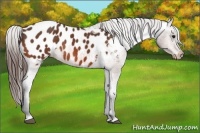 Horse Color:Bay Appaloosa Rabicano