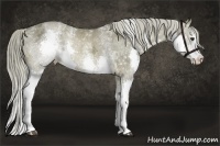 Horse Color:White Spotted Chocolate Palomino Ice Splash Rabicano