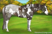 Horse Color:White Spotted Liver Chestnut Splash 
