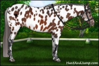 Horse Color:White Spotted Bay Appaloosa