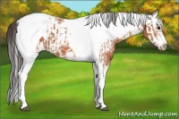 Horse Color:Bay Splash Tobiano Appaloosa  and Bay Splash Tobiano Frame Appaloosa 