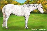 Horse Color:Bay Splash Tobiano Appaloosa  and Buckskin Splash Tobiano Appaloosa 