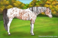 Horse Color:Bay Splash Tobiano Appaloosa  and White Spotted Bay Splash Tobiano Appaloosa 