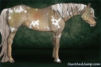 Horse Color:White Spotted Chocolate Palomino