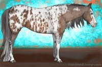 Horse Color:Bay Splash Tobiano Appaloosa  and Bay Splash Tobiano Appaloosa 