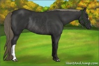 Horse Color:Liver Chestnut Rabicano 