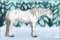Horse Color:Bay Roan Splash Tobiano Near Leopard  and Amber Champagne Roan Splash Tobiano Near Leopard 