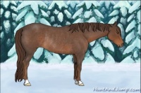 Horse Color:Liver Red Roan Rabicano 