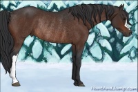 Horse Color:Bay Rabicano 