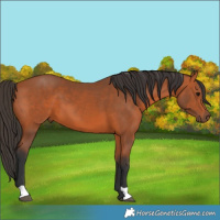 Horse Color:Bay 