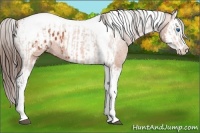 Horse Color:Bay Splash Tobiano Varnish  and Bay Splash Tobiano Blanket 
