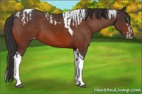 Horse Color:Bay Splash Tobiano Appaloosa and Bay Tobiano Appaloosa