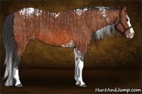 Horse Color:Bay Splash Tobiano Appaloosa and Bay Splash Tobiano Appaloosa